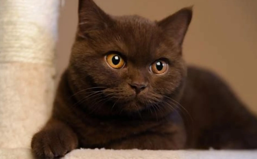 brown british shorthair cat brown british shorthair cat