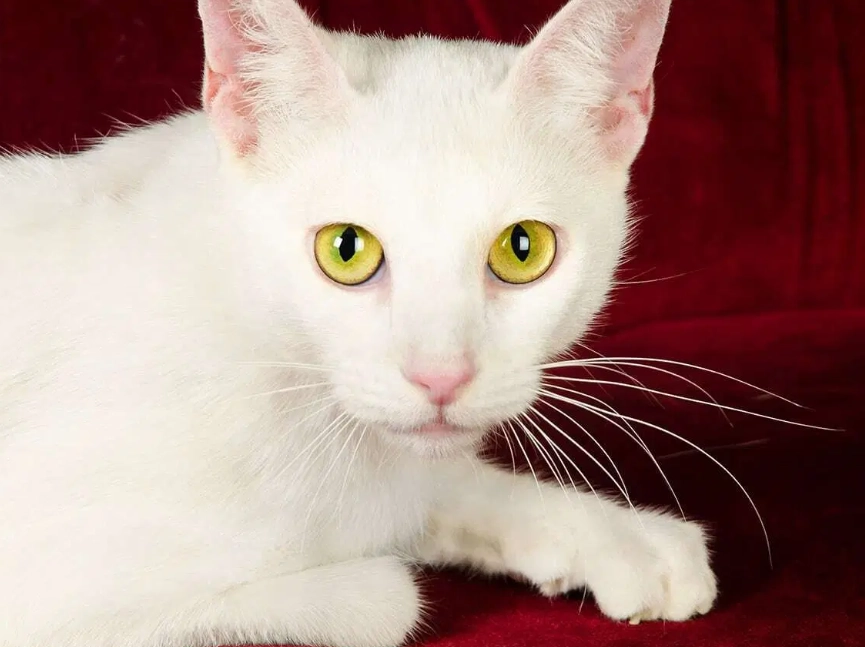 how long do Russian White cats live