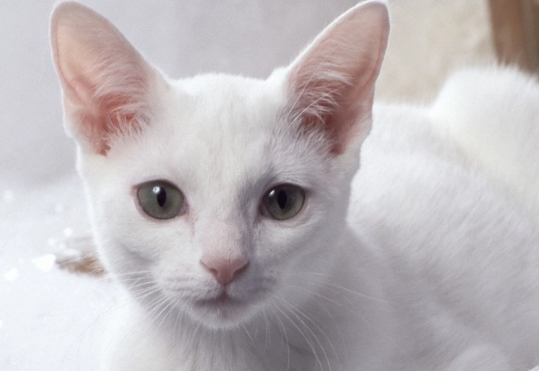 black russian cat breed