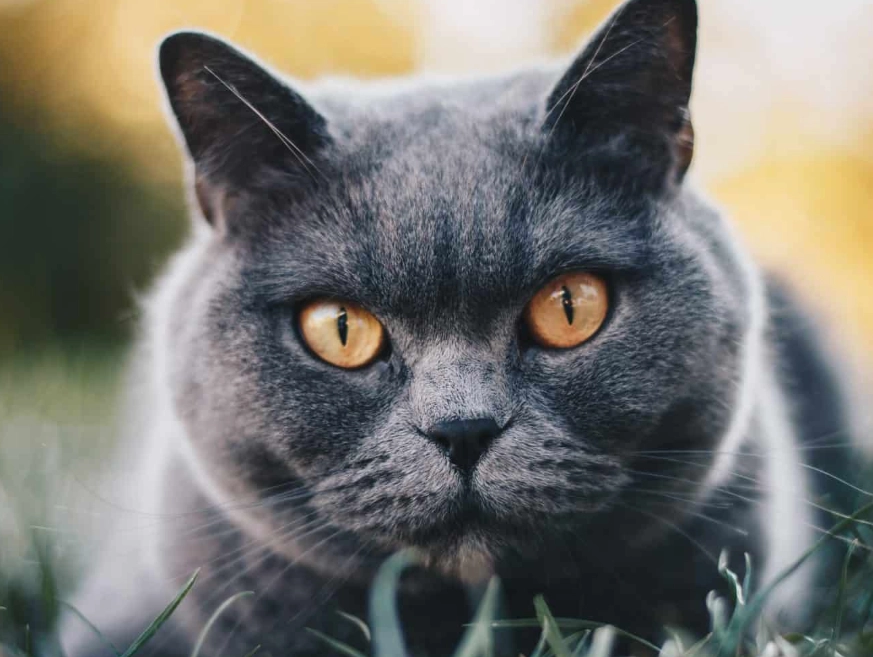 British Shorthair good cat