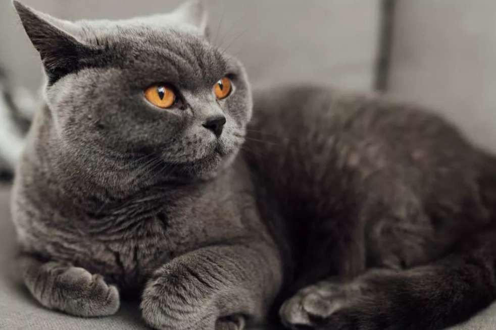 British Shorthair temperament