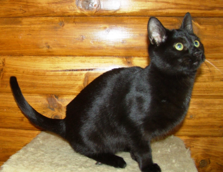 Black Russian cat