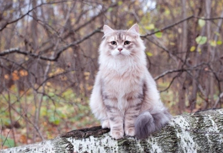 black russian cat personality