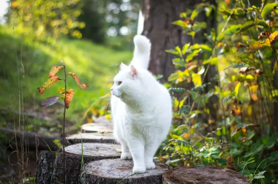 Russian White cat