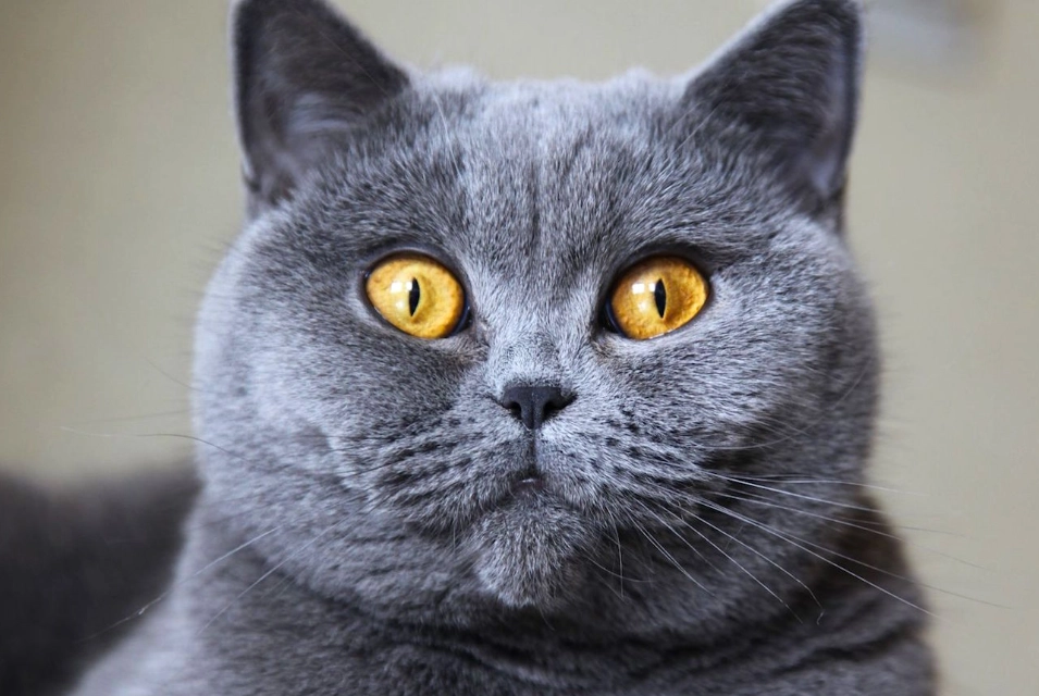 British Shorthair care