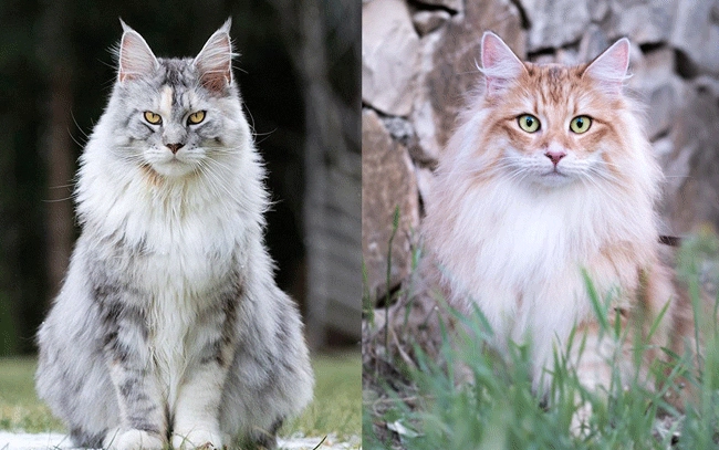 big fluffy cat breeds