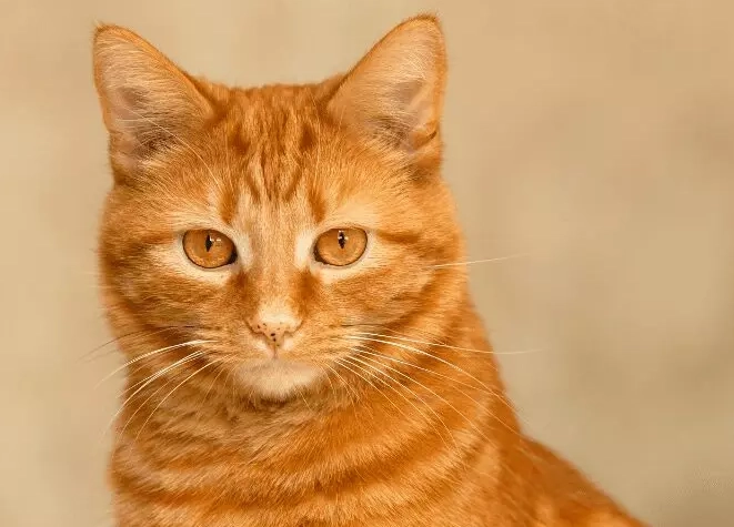 orange cat personality
