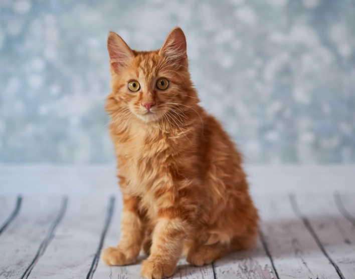 orange tabby cat