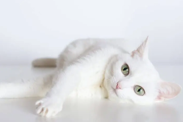 Russian White kitten