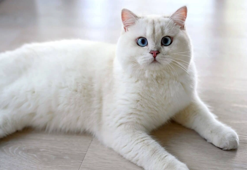 white British shorthair cat white British shorthair cat