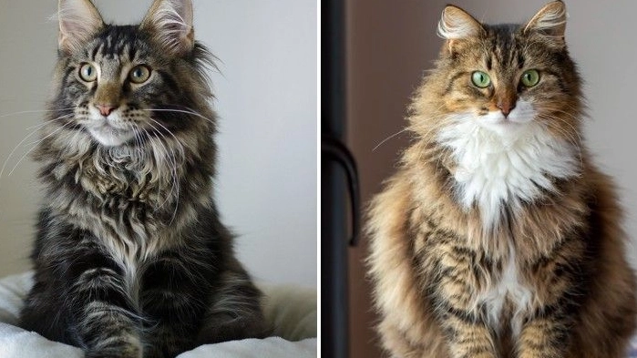 largest domestic cat breeds