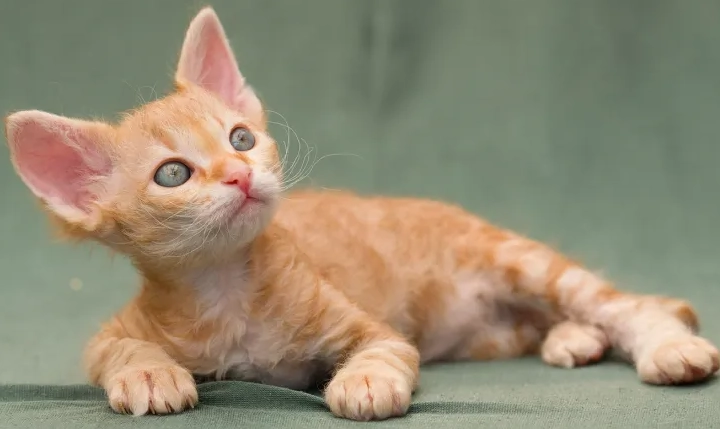 What cat breed is always orange?