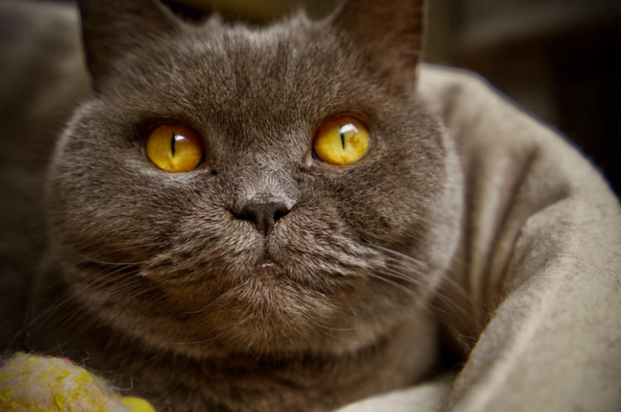 British Shorthair not cuddly British Shorthair not cuddly