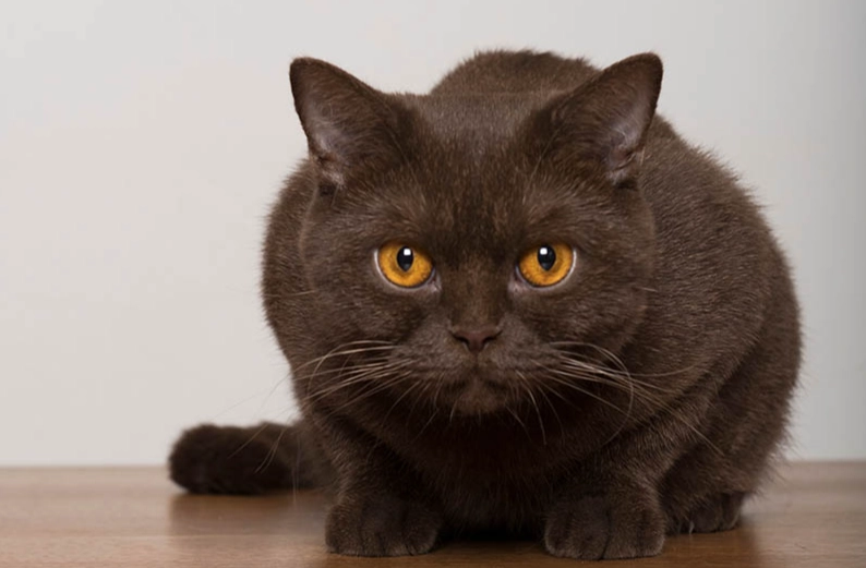 british shorthair care british shorthair care
