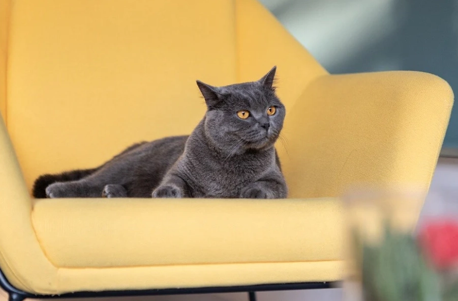 British Shorthair not cuddly British Shorthair not cuddly