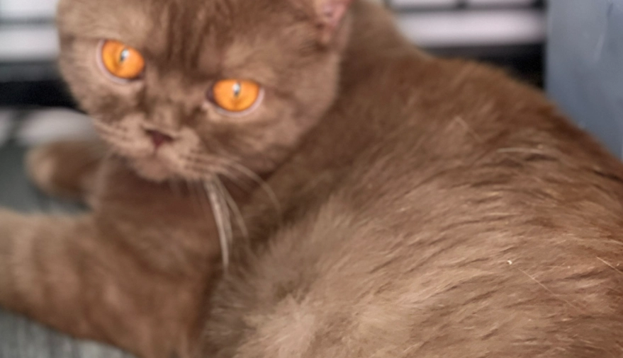 british shorthair care british shorthair care