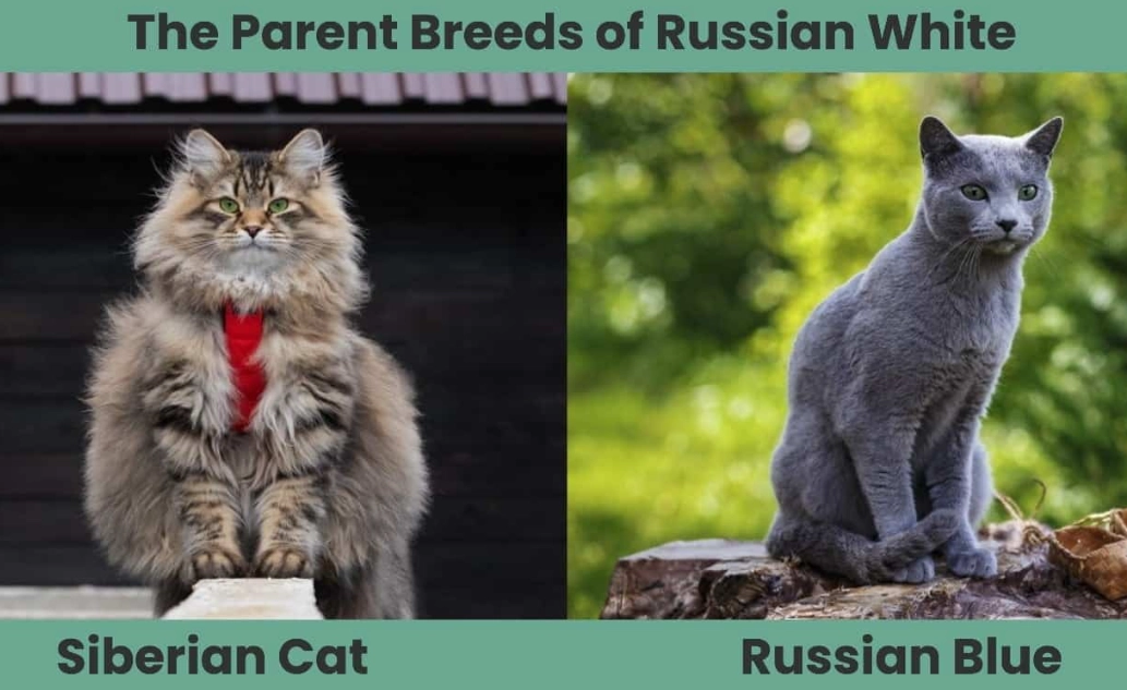 white russian blue cat