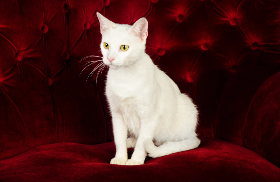 how long do Russian White cats live