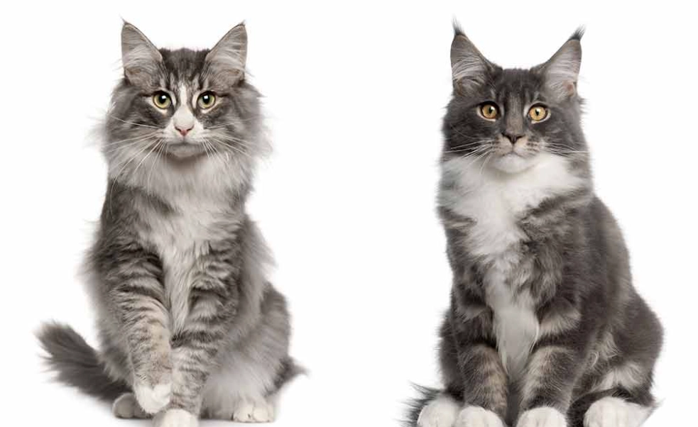 Is a Norwegian Forest Cat bigger than a Maine Coon?