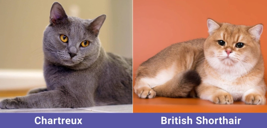 British Shorthair not cuddly British Shorthair not cuddly