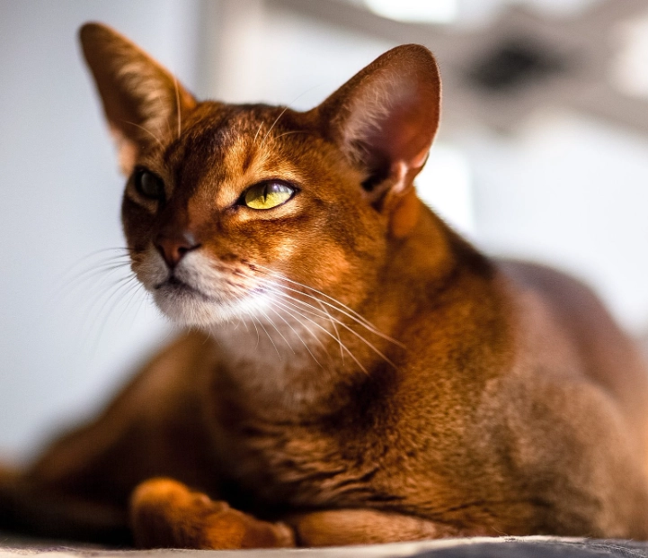 orange cat personality