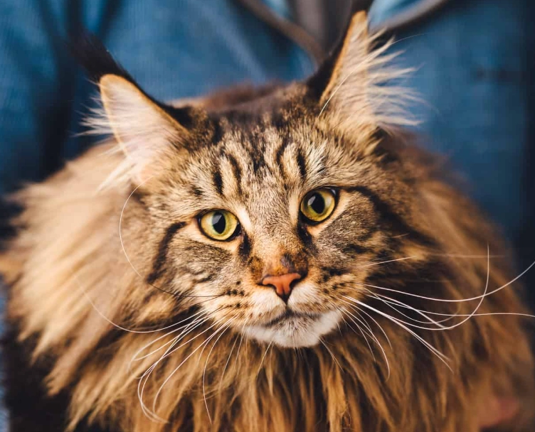 Maine Coon special traits