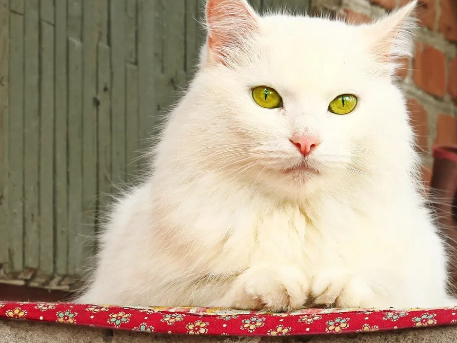 Russian White cat health issues