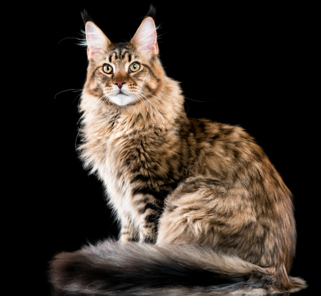 gentle giant cat breed