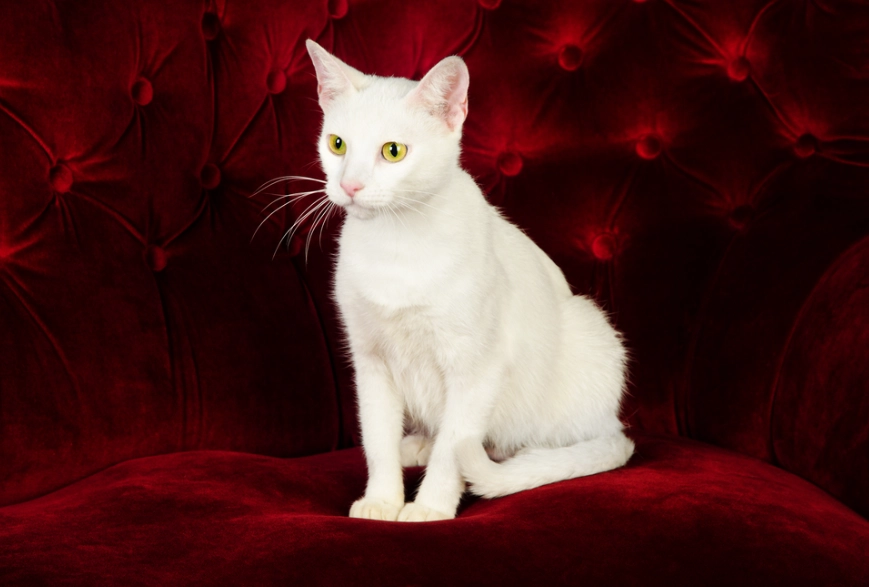 Russian White cat breed