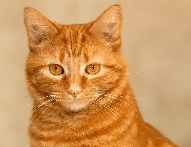 orange tabby cat