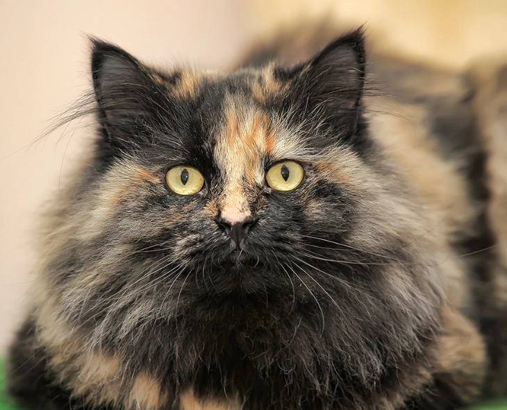 tortoiseshell cat personality