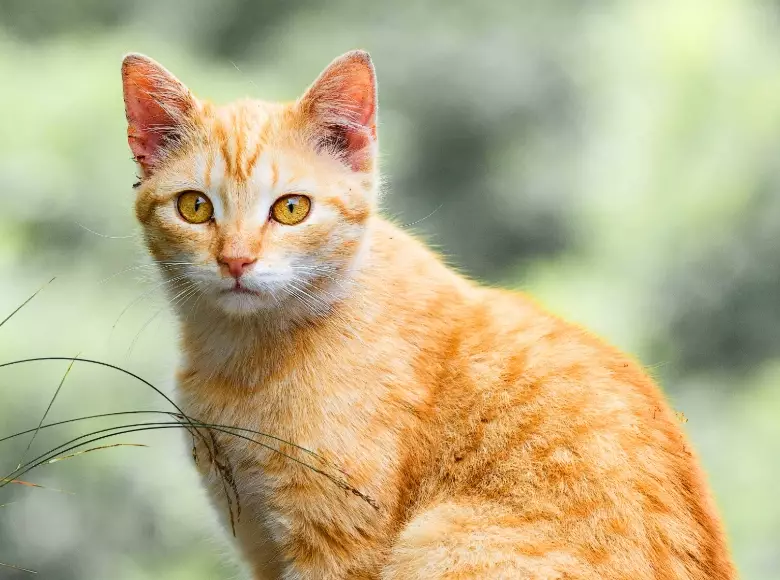 orange cat personality