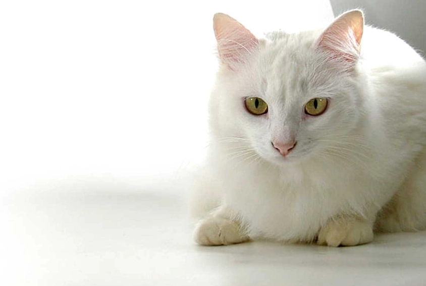 Russian White kitten care