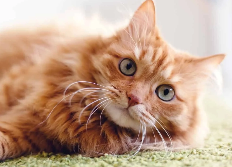 orange cat color genetics