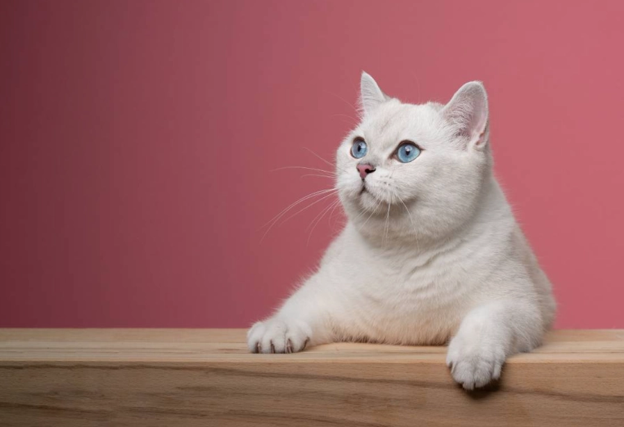 British shorthair cat white care