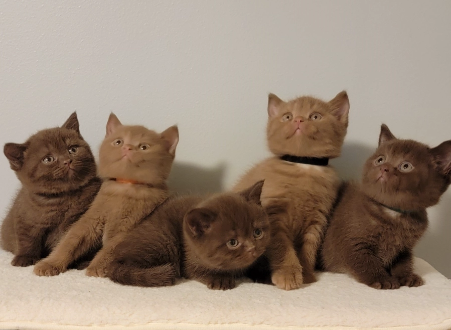 brown british shorthair cat brown british shorthair cat