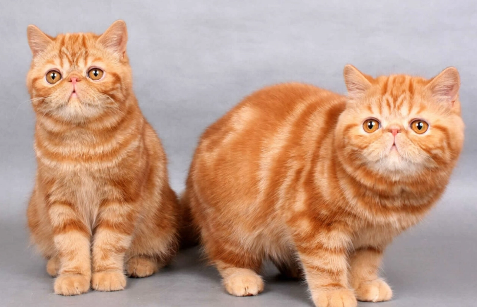 ginger cat genetics