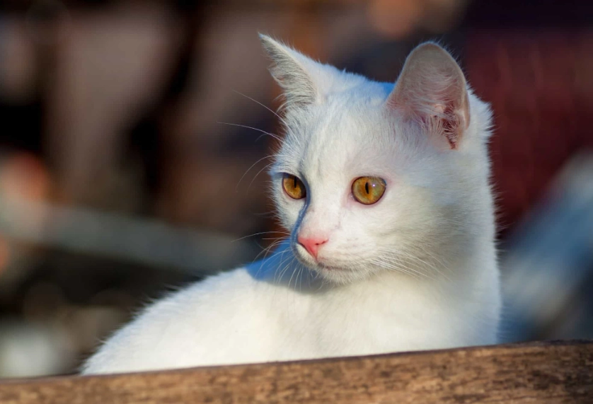 Russian White cat breeder