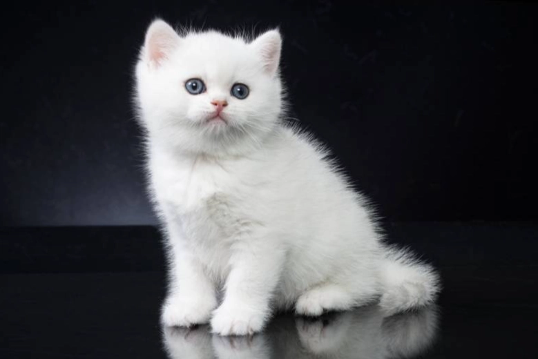white British shorthair health issues white British shorthair health issues