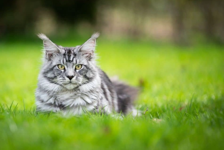 Maine Coon personality