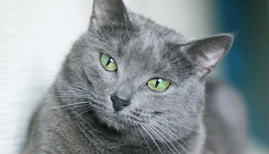 white Russian cat price