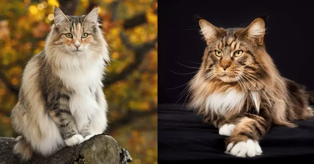 largest domestic cat breeds