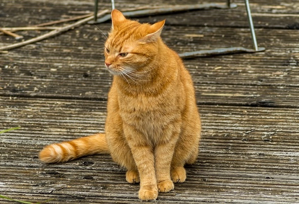 affordable orange cat