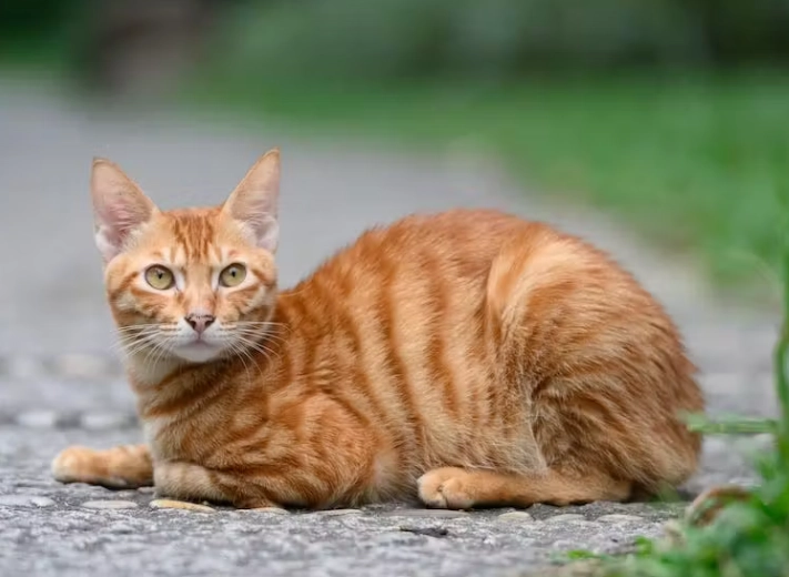 orange cat breed