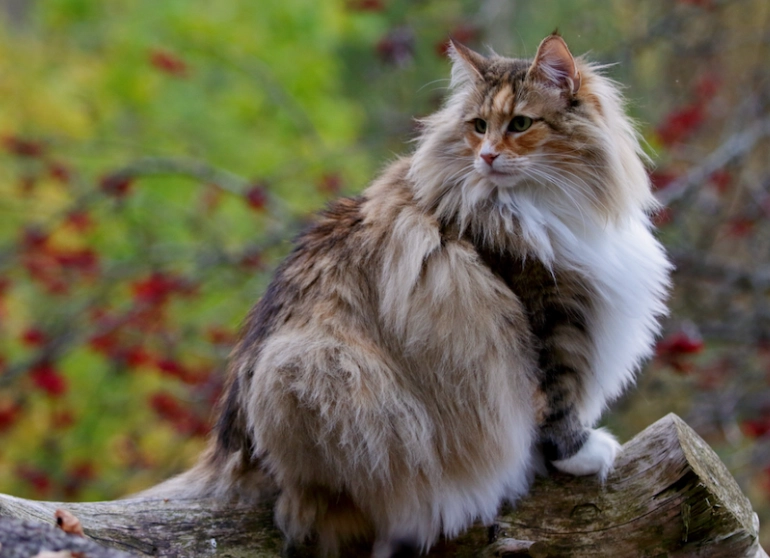 large cat breeds