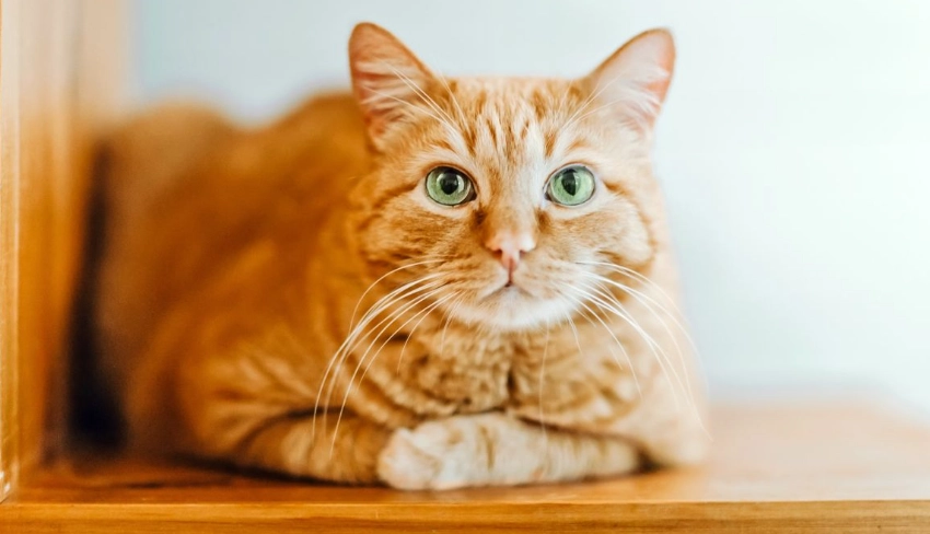 orange cat personality