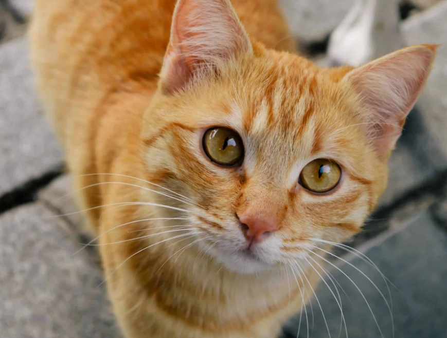 orange tabby cat rarity