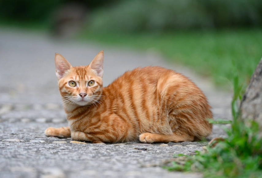 tabby cat breed