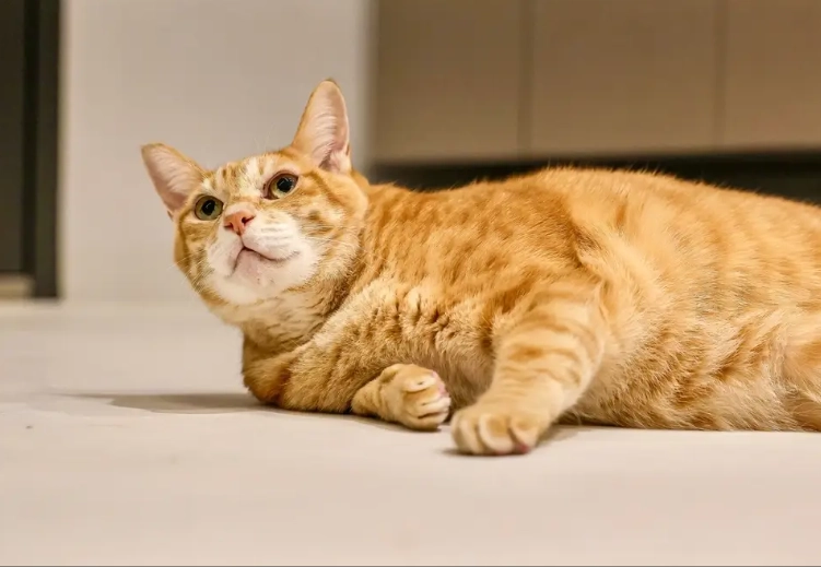 famous orange tabby cats