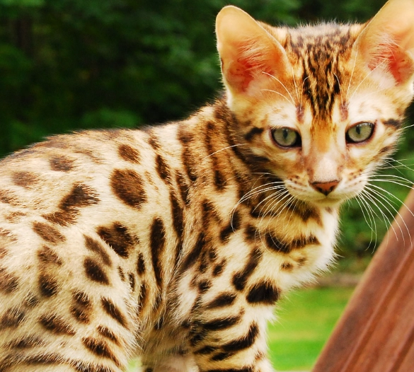 Asian leopard cat facts